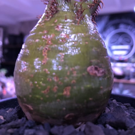 packypodium  gracilius《S size》激希少‼︎極green肌※現地球発根済株※怖いほど濃くはっきりとしたgreen-color肌なまん丸グラキ※mad black pot植え
