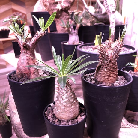 packypodium  gracilius《S S  size》※現地球株  ※発根済み株‼︎  でっぷりor赤肌