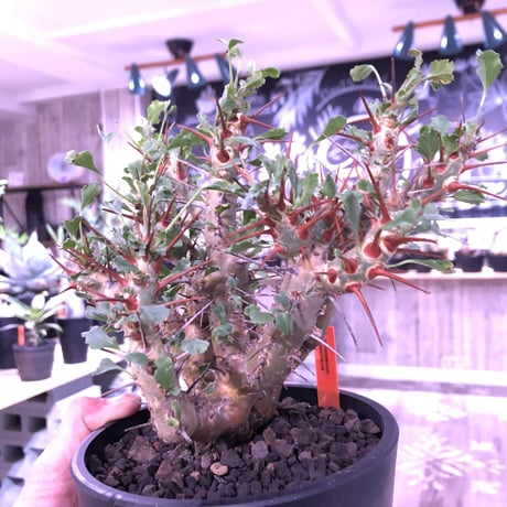 sarcocaulon   crassicaule《L  size》※冬型caudex‼︎   ※mad  black  pot植え