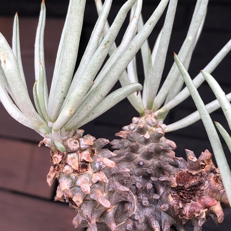 tylecodon  wallichii  和名＝奇峰錦《大きめM size》※現地球発根後店主管理5年株※美しく大きめで低重心良樹形な一株※ mad black pot植え