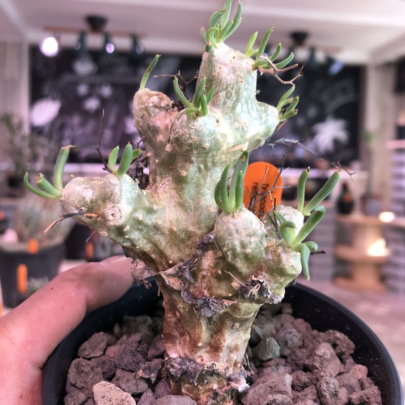 tylecodon reticulatus《万物想》 | plants holic