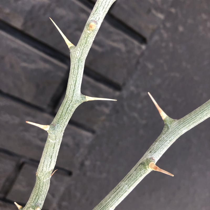 adenia ballyi《M size》※極めて流通のないソマリア激希少株バリー