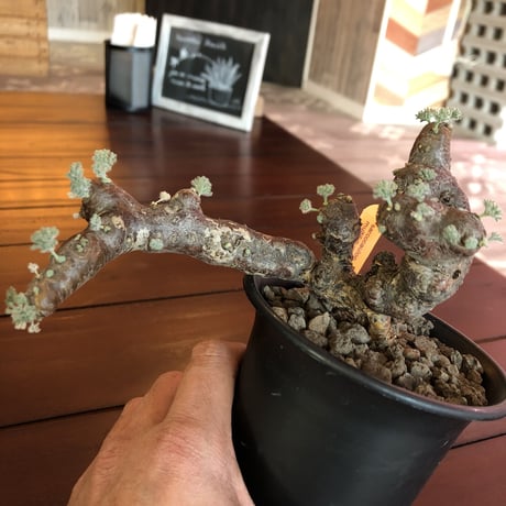 sarcocaulon   multifidum  《size  L》