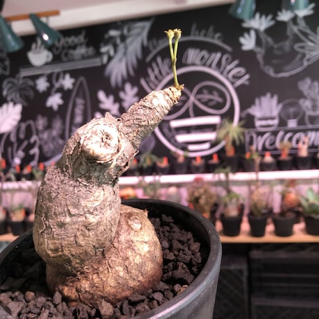 euphorbia subapoda《L Lsize》※肌質も特化しており、エグ過ぎるほどbigなwildスバポダ‼︎驚愕monster株‼︎※mad  black pot植え