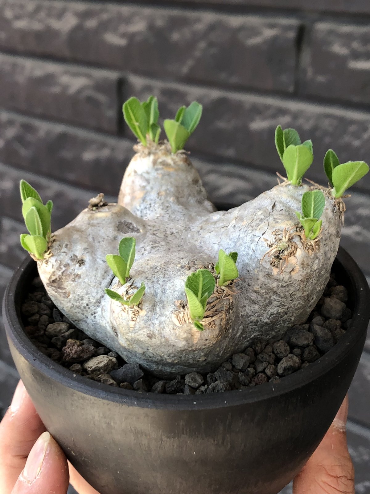 pachypodium brevicaule恵比寿笑い《M size》※現地球発根後店主国内...