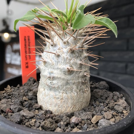 pachypodium  namaquanum 光堂《大きめM size》littmon seed🌱※ちょうど良き手乗りサイズ感の樹形バランスも良き一株‼︎※mad black bowl pot植え