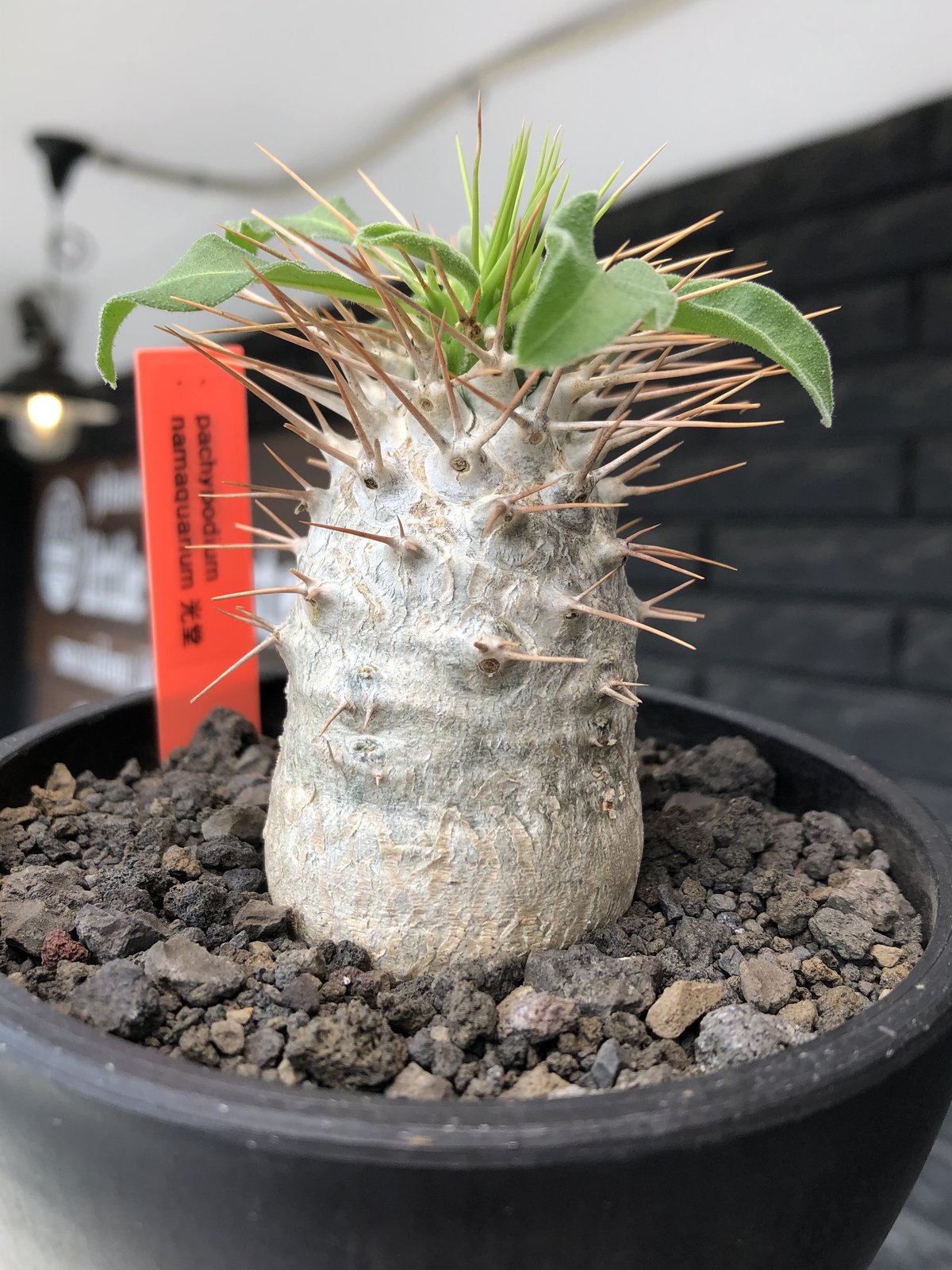 pachypodium namaquanum 光堂《大きめM size》littmon se