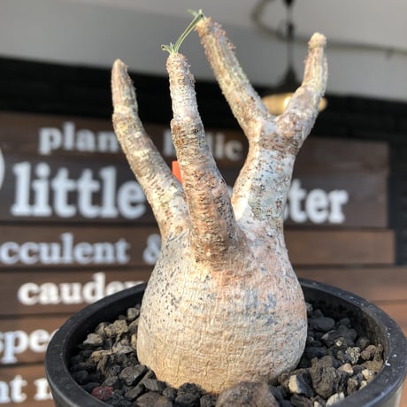 pachypodium gracilius《大きめS size》現地焼け肌※現地球発根済株※店主国内管理2年株※荒肌質＆身体に見合わない太枝が強靭さ威勢良さ感じる一株※mad black pot植え