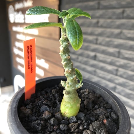 希少‼︎ dorstenia gigas《大きめS size》littmon seed🌱（実生株）※大変樹形バランス良き株元もぼってり樹形な選抜株‼︎※mad black pot植え