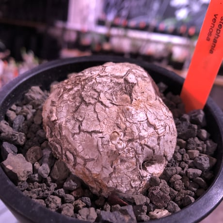 stephania venosa 《小さめM size》※現地球発根済株※恐竜の🥚卵みたくひび割れた味深き表皮にかわいいツル型の葉を展開‼︎※mad black pot植え