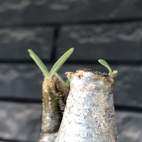 pachypodium gracilius《大きめS size》w-he'd株※現地球発根後店主国内管理3年株※weight低く丸みも強き良樹形株※mad black pot植え