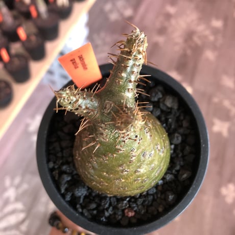 pachypodium gracilius《大きめS size》希少‼︎green肌※現地球発根済株※店主国内管理2年株※株元ぼってりな美肌＆良樹形グラキ※mad black pot植え