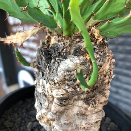 euphorbia clavigera 《M size》※現地球株発根済※ワイルドすぎる勲章（傷跡）を持ち樹形バランスも抜群な良き出立ちな一株※black pot植え
