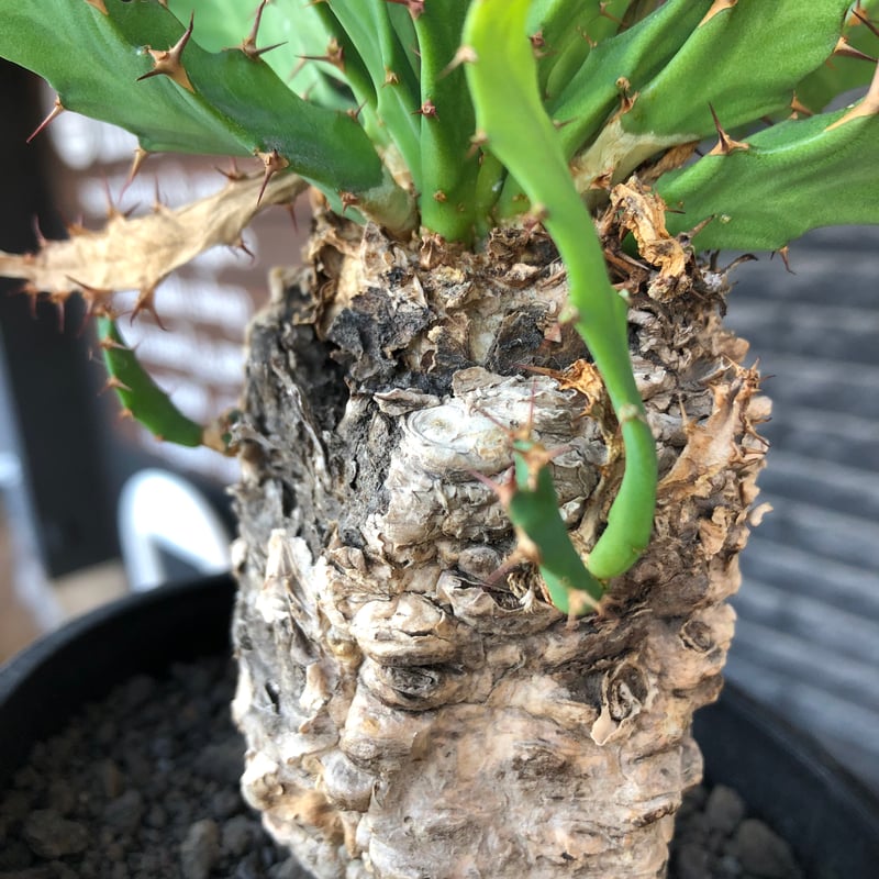 ユーフォルビア　クラビゲラ　現地球　新芽展開　塊根植物 ユーフォルビア クラビゲラ 現地球 新芽展開 塊根植物