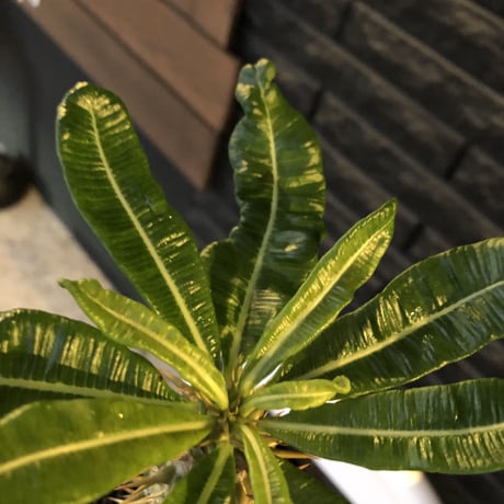 pachypodium  ambongense  littmon seed🌱《大きめM size》希少種※実生でも流通少なき将来有望ぼってり株※mad black pot植え