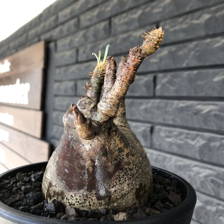 pachypodium gracilius《L size》※現地球発根後店主国内管理5年株※ぼってり良樹形な両A面‼︎選抜グラキ※mad black pot植え