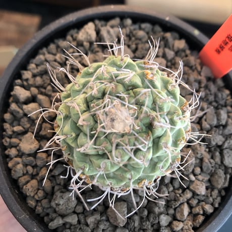 strombocactus 白棘菊水《M size》激希少‼︎現地球発根後店主国内管理13年株※味深さ&美しい樹形balanceな堪らない装い※mad black bowl pot植え