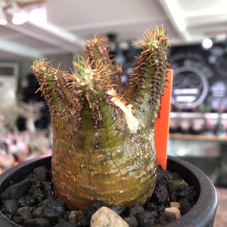 pachypodium  gracilius《S size》※現地球発根済株※店主国内管理2年株※短枝weight低きバランス良き一株‼︎※mad black pot植え