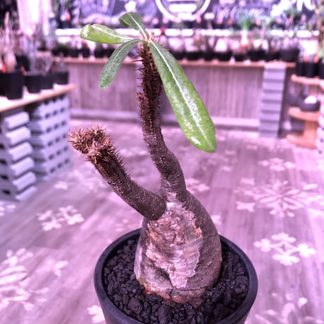 packypodium  gracilius《M  size》※現地球発根済株‼︎※A面は恐竜の卵柄が入り、B面は現地焼けのある小さめでもぼってり🥚卵型樹形‼︎※mad black pot植え