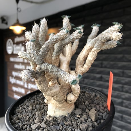 euphorbia tulearensis《 LL size》大株※現地球発根後店主国内管理4年株※驚愕‼︎希少性激高塊根ユーフォルビア‼︎big塊根&躍動枝振り※mad black pot植え