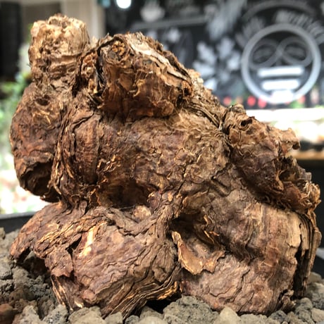 pelargonium  triste《XL size》※現地球株発根済※とびきり巨岩のトリステ‼︎更に丸みも強く伸びておらず良樹形な一株‼︎※black bowl pot植え