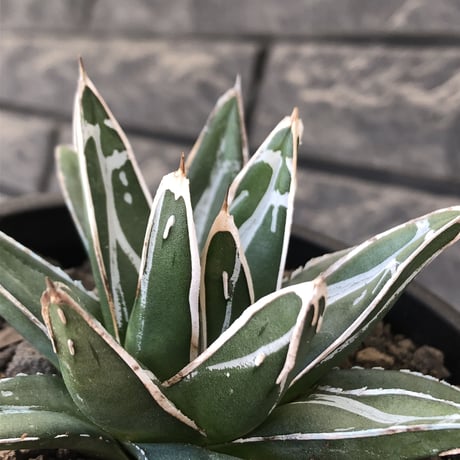 agave  笹の雪《大きめS size》※現地球発根後店主国内管理1年株※小振りでも締まり良き育て甲斐ある一株※mad black pot植え