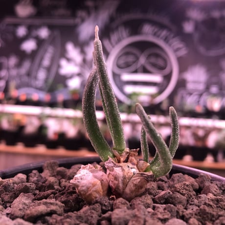 monilaria   pisiformis《SS  size》※現地球発根済株※モニラリア属　（最上位激希少種）※冬型caudex‼︎   ※mad black bowl pot植え