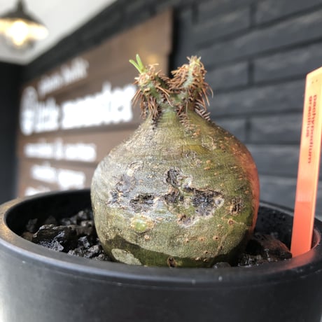 pachypodium  gracilius《大きめS size》激希少‼︎極短枝株※現地球発根後店主国内管理2年株※激短枝低重心&ぼってり樹形の特化した一株※mad black pot植え