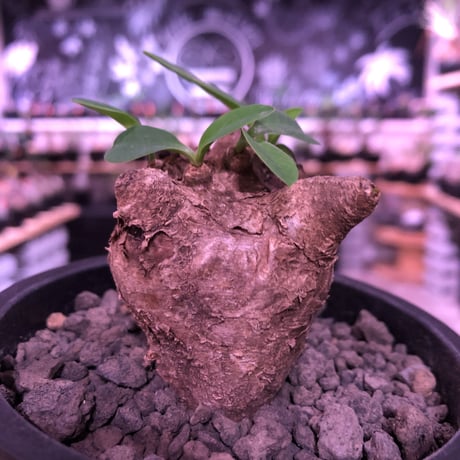 euphorbia  itremensis 《S size》まん丸株※現地球発根済株※店主国内管理2年株※個体差激しい樹形とmad感な表皮‼︎まん丸さが堪らない※mad black pot植え