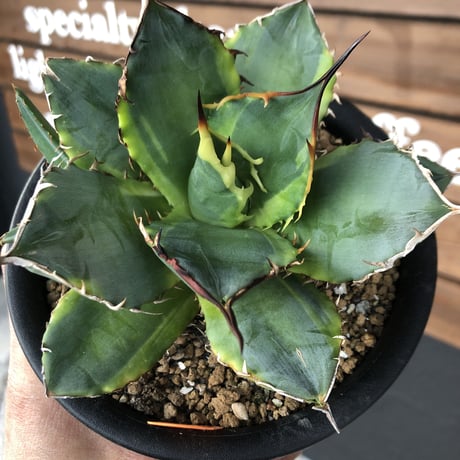 希少株  agave   titanota錦 《子株付き》