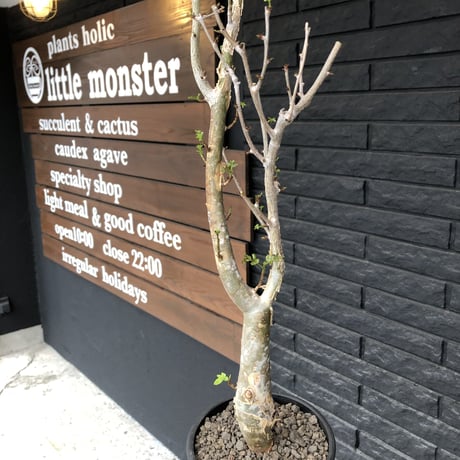 bursera  fagaroides《L  size》※現地球発根済※店主管理4年株※成熟しメクれ上がった表皮＆ぼってり株元でウェイト低い最高balance株※mad black pot植え