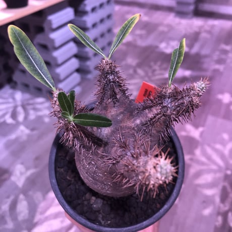 packypodium  gracilius 《M size》 希少‼︎brown肌‼︎※店主国内管理４年株※短枝ぼってりグラキ‼︎ ※現地球発根済み株‼︎※mad black  pot植え