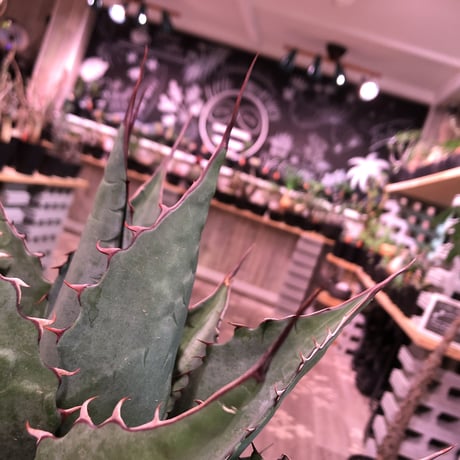 agave     parrasana  globe《大きめL  size》※発根済株※店主国内管理5年株※大変締まり&balance&size感と三拍子揃ったwild極美株※浅鉢植え