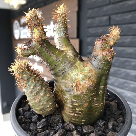 pachypodium  gracilius《M size》希少‼︎ニ頭枝w-he'd＆極green肌株※現地球発根後店主国内管理3年株※極green肌の良樹形双頭株※mad black pot植え