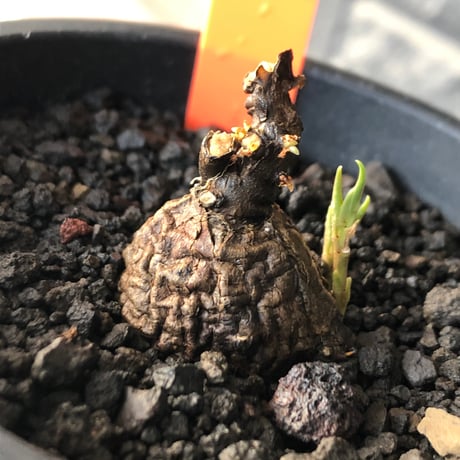 cyphostemma adenocaule《 M size》※現地球発根後店主国内管理3年株※希少種‼︎小振りでも黒味が強く味深き表皮を持つ一株※mad black pot植え