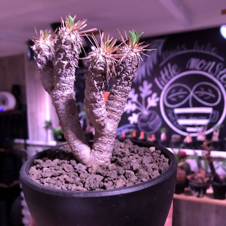 euphorbia  guillauminiana《S size》※現地球発根済株※小振りでも現地球株らしい表皮質のwildさ＆美しさの二面性持つ一株※mad black bowl pot植え