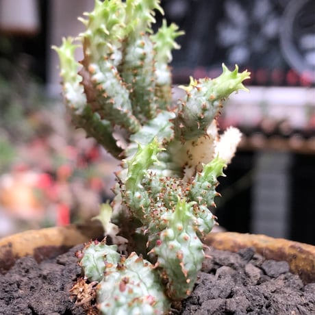 euphorbia mammillaris variegata 群生株《L size》※現地球株発根済※小型種ながらどっしり構えで主幹は太く‼︎更には斑入りのバランス良き一株‼︎※信楽陶器鉢植え