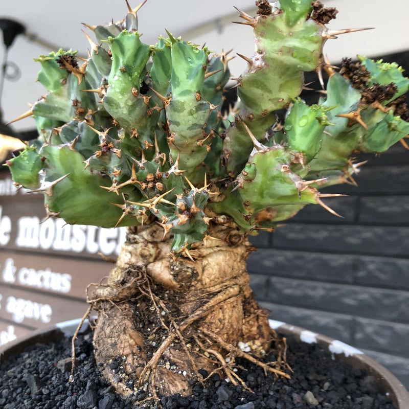 euphorbia tortirama（XL size）※現地球株発根済（店主所有株）※この上