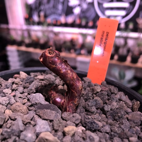 pelargonium  mirabile《S size》※今後輸入が厳しいアフリカ物‼︎誰もが愛おしく堪らないと感じる冬型の人気者※mad black bowl pot植えNo.①