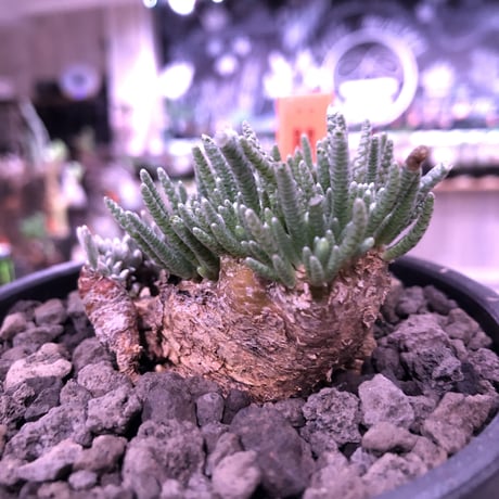 avonia   alstoni 《L L   size》※特化した塊根樹形を持つアルストニー希少大株※ mad black bowl pot植え