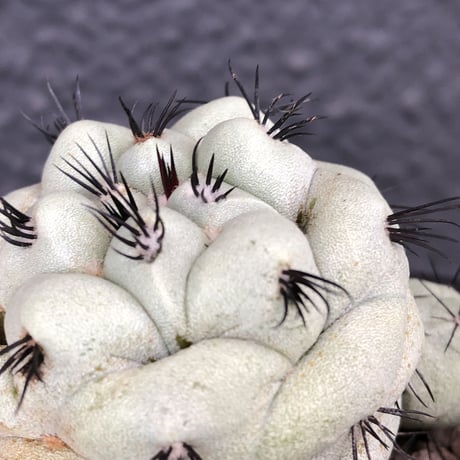 ortegocactus   macdougallii《LL  size》激希少monster株※現地球発根済株※店主国内管理9年株※big球体極美株‼︎激オススメ株※mad black pot植え