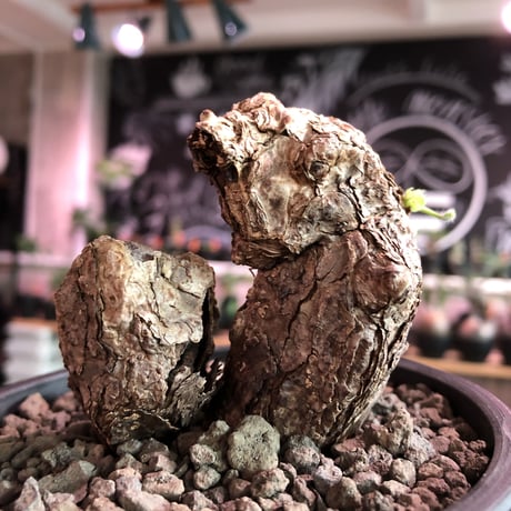 pelargonium triste《M  size》W-he'd株※現地球発根済株※店主国内管理3年株※weight低めでbalance良き珍しい双頭株‼︎※mad black pot植え