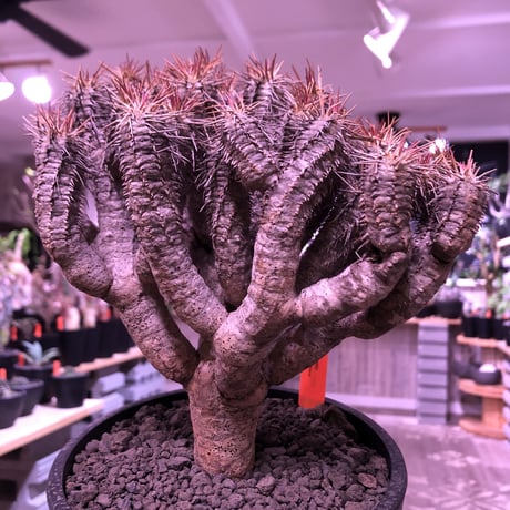euphorbia    guillauminiana《L  size》※現地球発根済株※幹は太め枝数多きwildギラウミ‼︎balanceも良き美株‼︎※mad black pot植え
