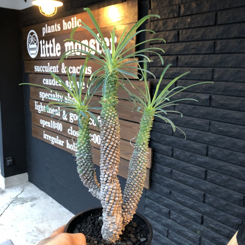 euphorbia bupleurifolia 鉄甲丸《L size》激推し株‼︎ 現地