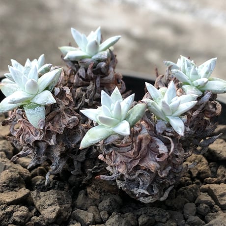 dudleya greenei《L size》希少種‼︎※現地球株発根済※流通少なき古株のため味深くそれでいてコントラストがとびきり美しい一株※black bowl pot植え