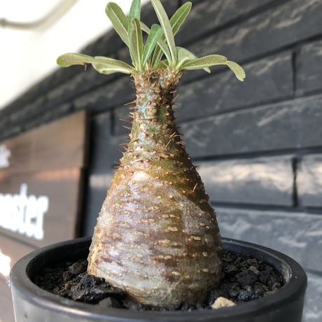 pachypodium gracilius《S size》希少‼︎green &brown肌＆現地焼け※現地球発根後店主国内管理3年株※味深きcontrastが堪らない※mad black pot植え