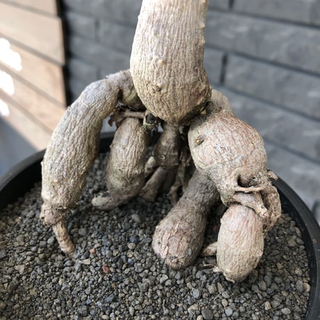 operculicarya decaryi littmon seed🌱  《11年株》※極太選抜株※長きに渡り育て幹のボコボコも強きパワータンクも厳つい一株※mad black pot植え