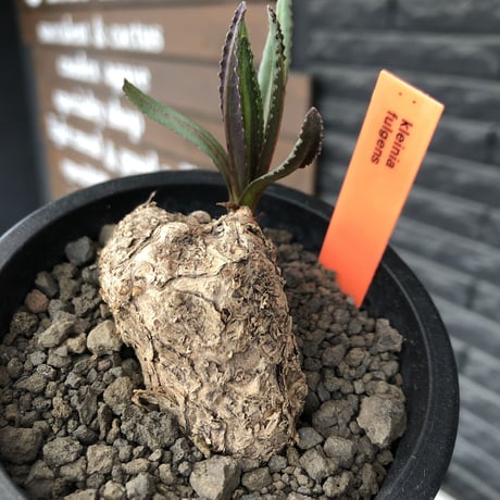 kleinia fulgens《LL size 》希少種※現地球株発根済※大きな岩かの如くザラザラ肌がwildで堪らない一株※mad black pot植え