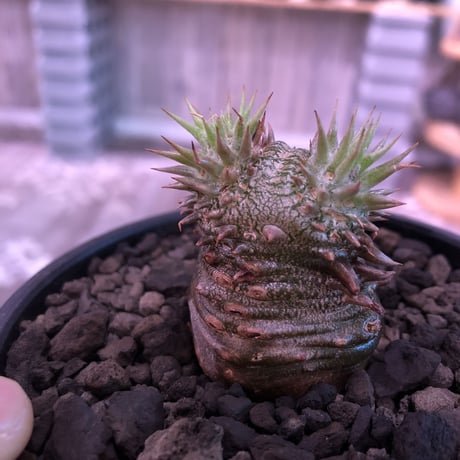 packypodium densicaule恵比寿大黒　black肌‼︎littmon  seed🌱《S size》※black肌が堪らない大黒‼︎※mad black bowl pot植え