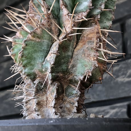euphorbia horrida《大きめM size》※現地球発根後店主国内管理6年株※ワイルドな木質化に荒々しく刺々しい出立ちの一株※mad black pot植え
